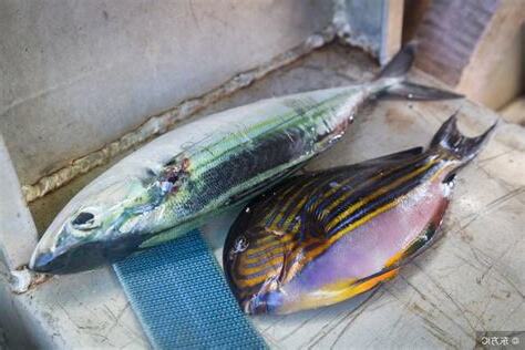 死魚 處理
